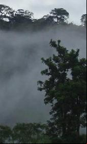 Forest Code in: Amazon rainforest at risk