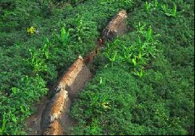 Funai suspeita que existam tribos indígenas próximas às usinas na Amazônia