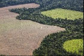 Comitê avalia novo Código Florestal