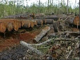A second journalist murdered because of his fight against illegal deforestation