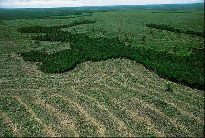 Google Earth Engine: for tracking deforestation in the Amazon - video
