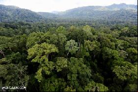 Norway's $650B pension fund to require deforestation disclosure among portfolio companies