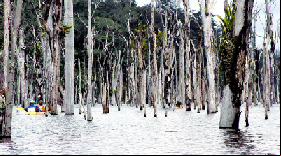 Barragem de Petit Saut, Guiana: versão amazônica de Chernobyl construída pela EDF com recursos ses