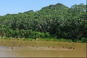 Amazonian tribes endangered by external 